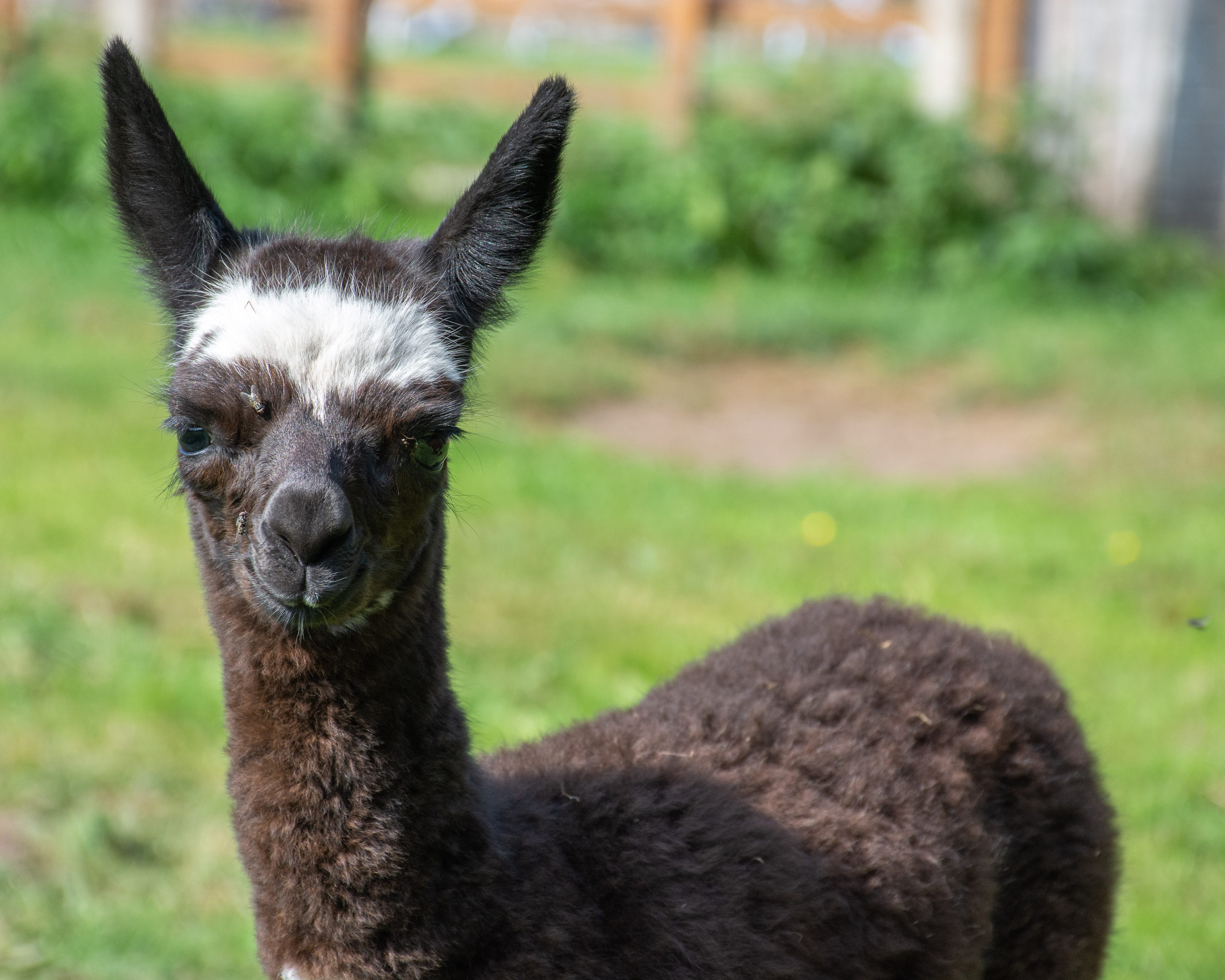 Alfie alpaca-10