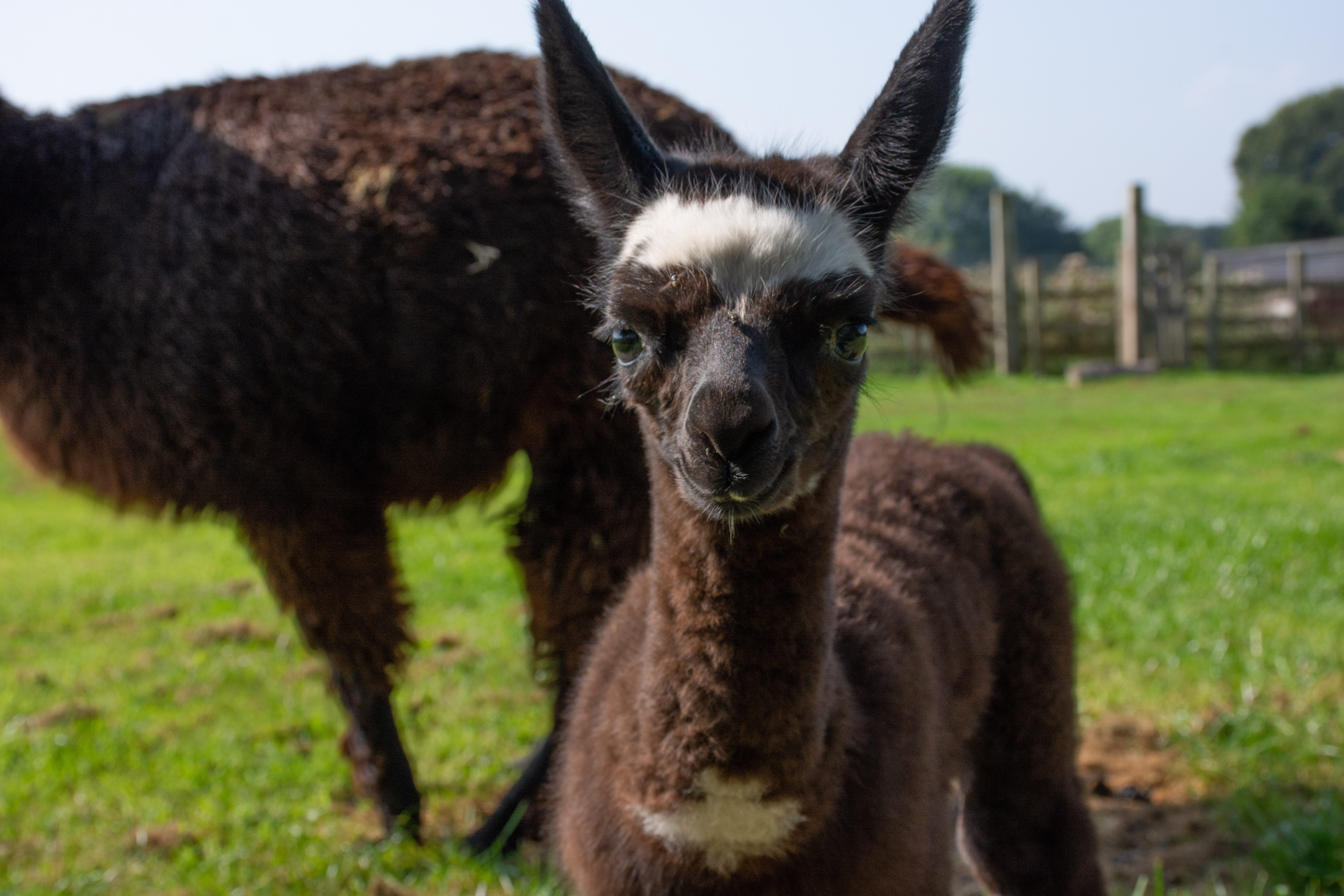 Alfie alpaca-3