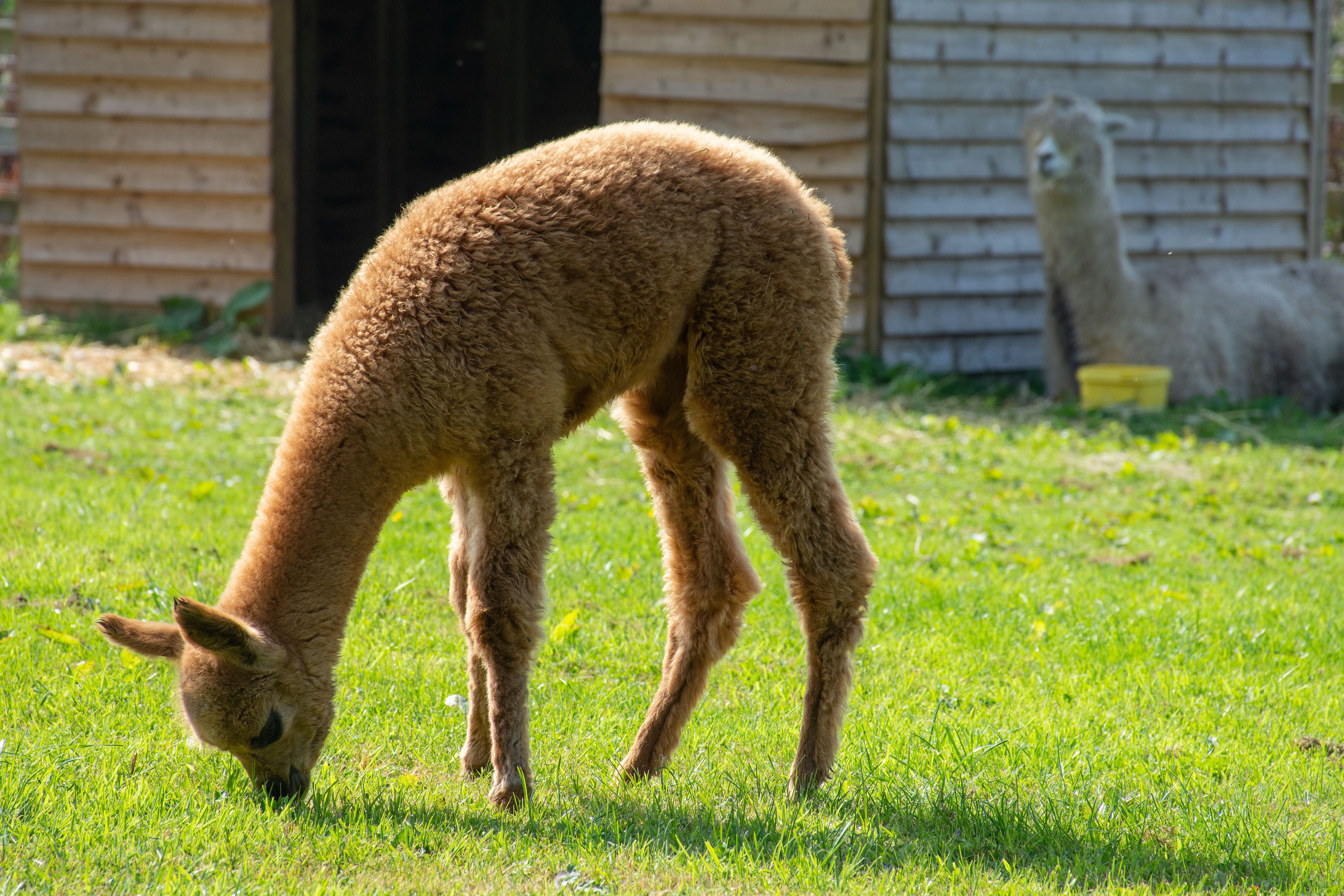 Alfie alpaca-9
