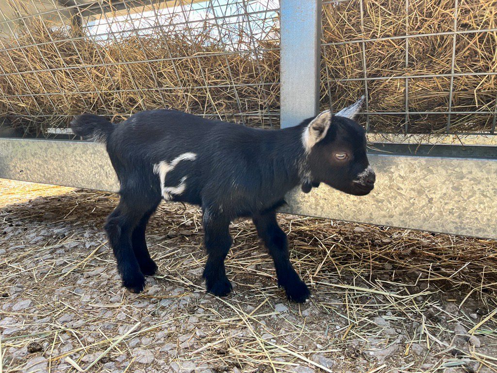 Jim baby goat 070723-15