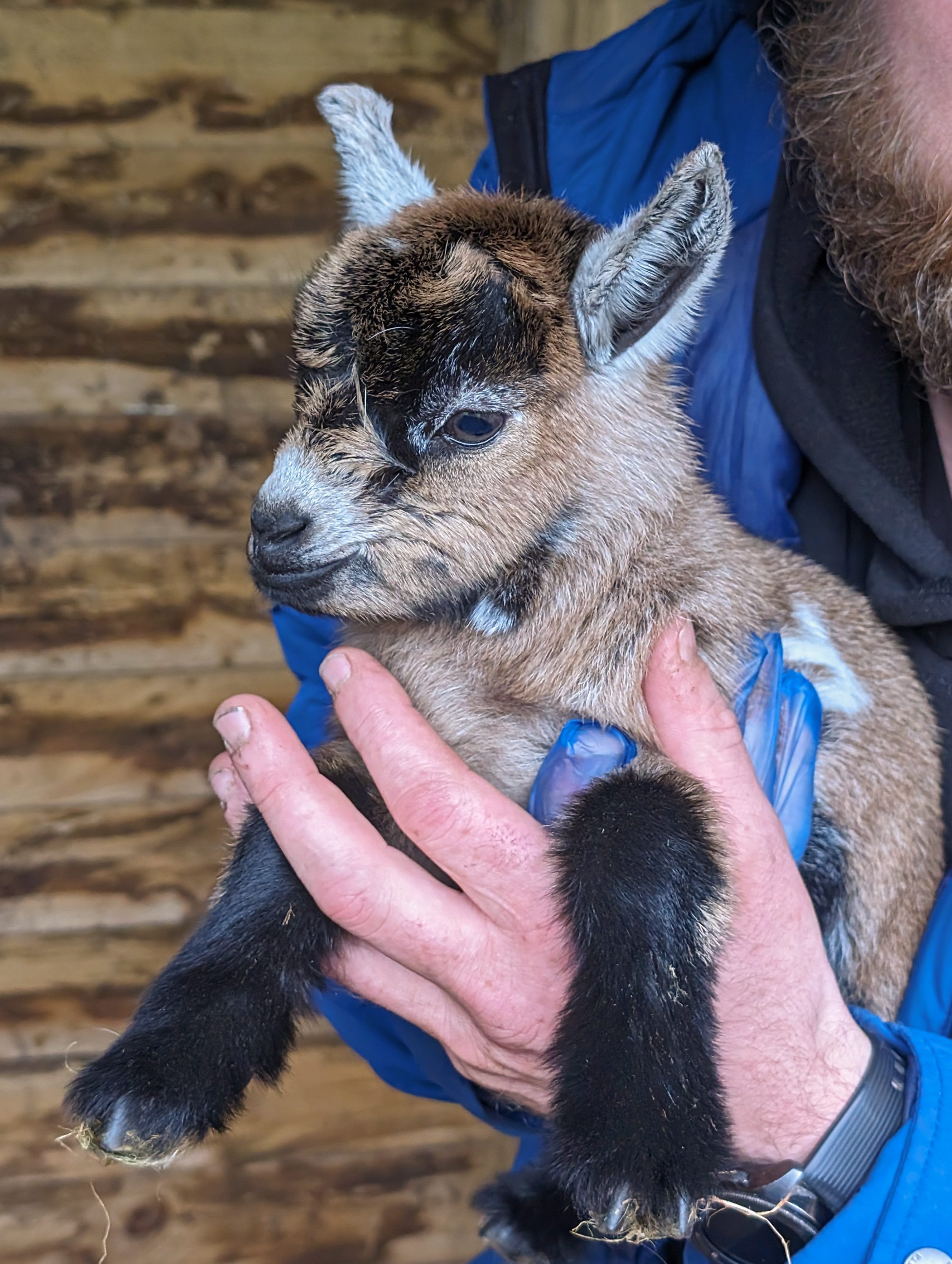Pygmy goat kids April 2024-1-2