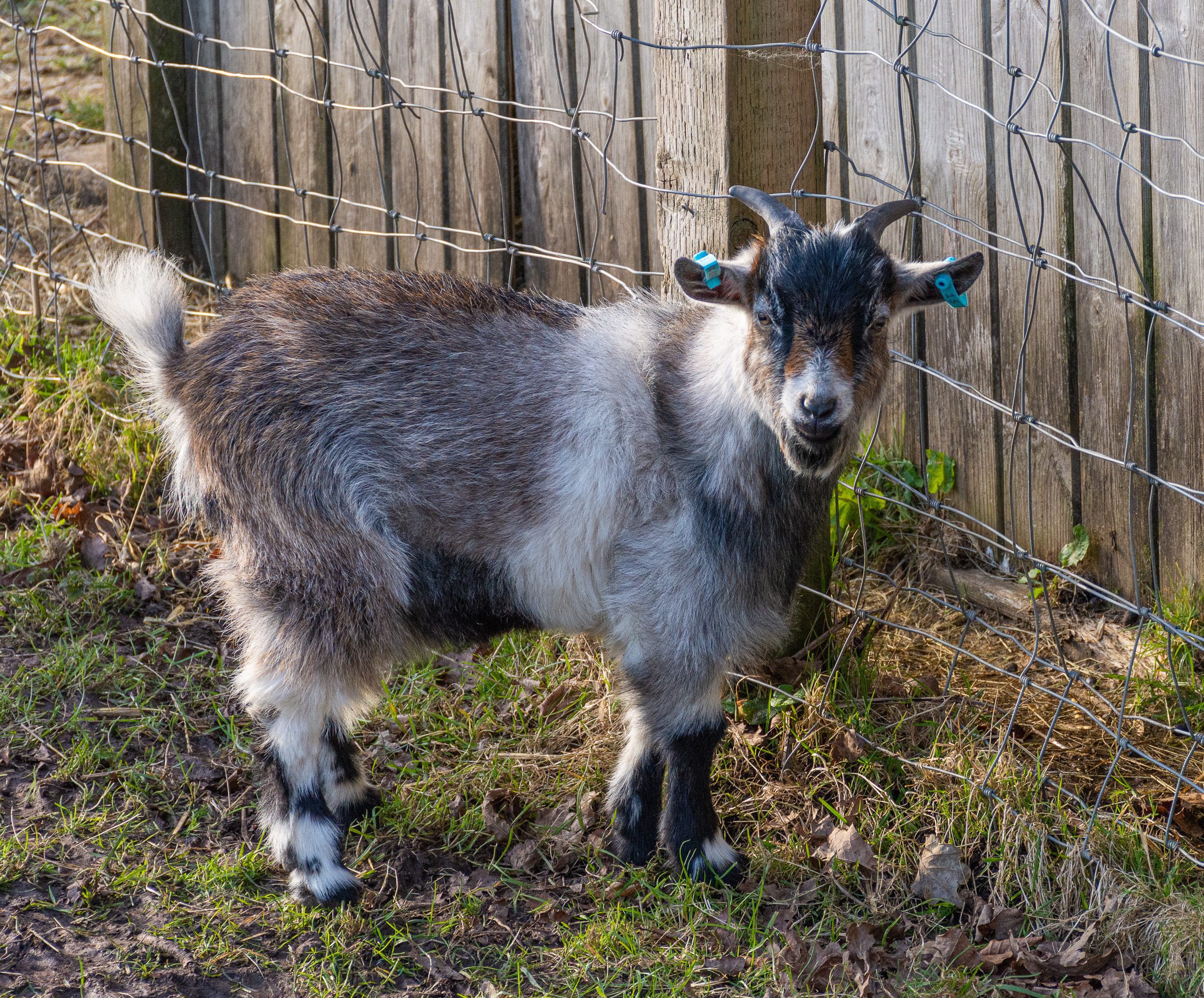 Pygmy goats-1-3