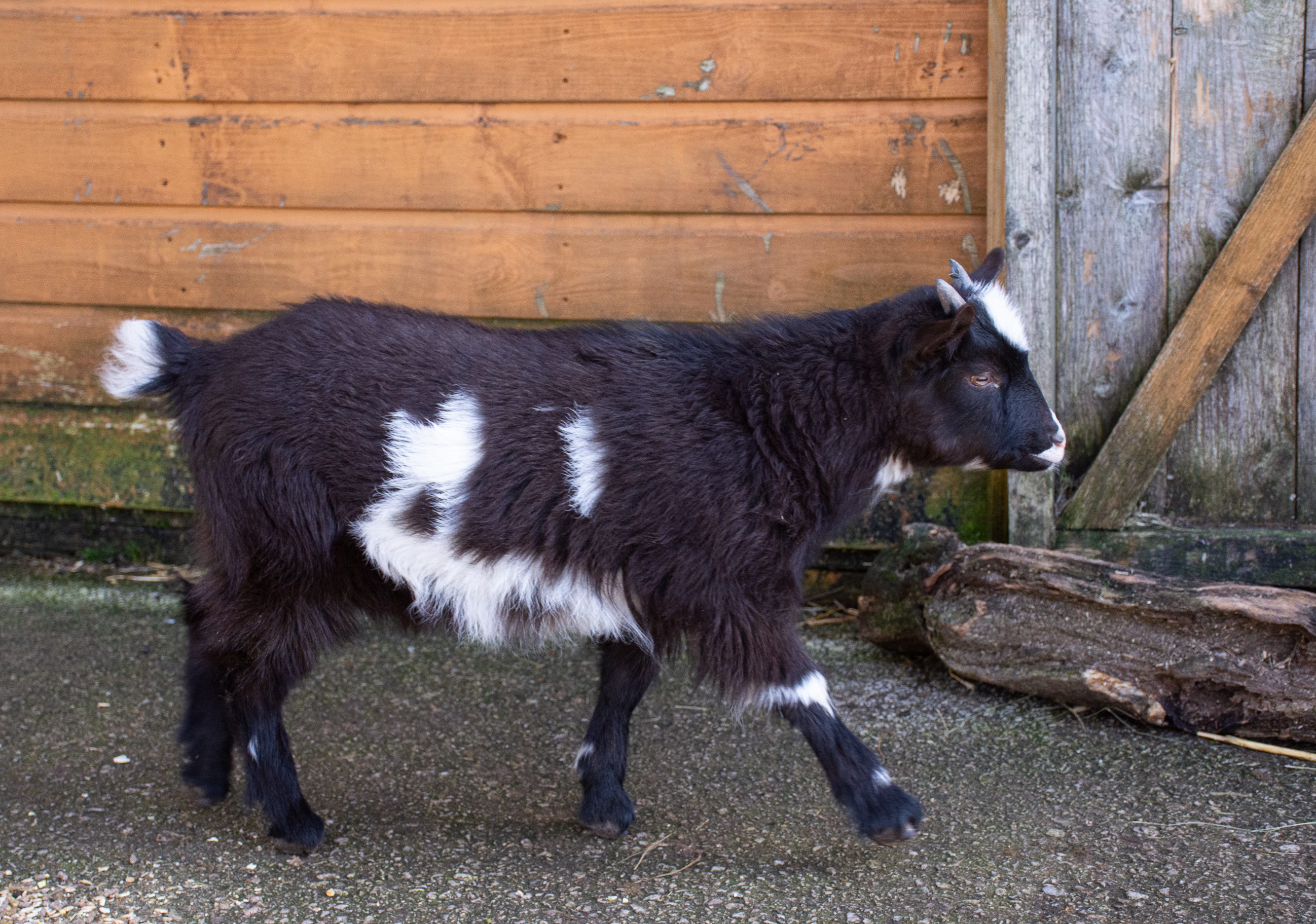 Pygmy goats-1-4