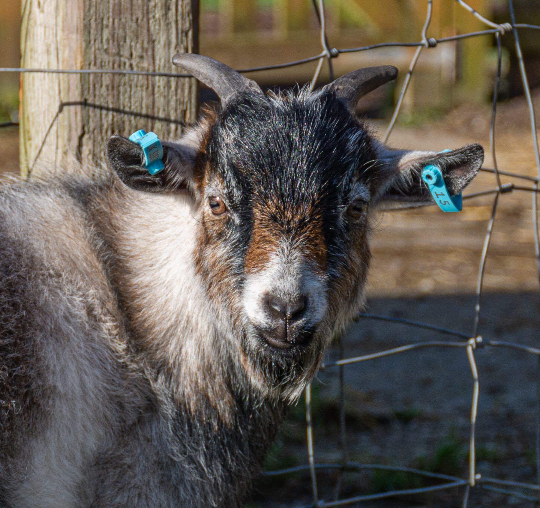 Pygmy goats-1-6